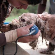 Dogs - galeria zdjęć - filmweb