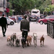 Dogs - galeria zdjęć - filmweb