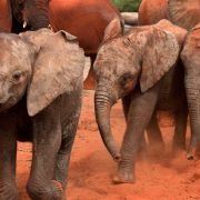 Born to Be Wild - galeria zdjęć - filmweb