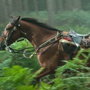 War Horse - galeria zdjęć - filmweb