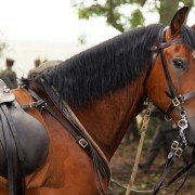 War Horse - galeria zdjęć - filmweb