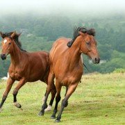 War Horse - galeria zdjęć - filmweb
