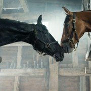 War Horse - galeria zdjęć - filmweb