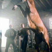 War Horse - galeria zdjęć - filmweb