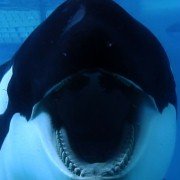 Blackfish - galeria zdjęć - filmweb