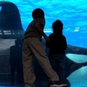 Blackfish - galeria zdjęć - filmweb