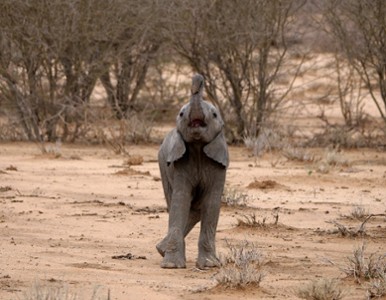 Historia małej słonicy