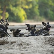 Dorastanie w świecie zwierząt - galeria zdjęć - filmweb