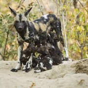 Dorastanie w świecie zwierząt - galeria zdjęć - filmweb