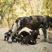 Dorastanie w świecie zwierząt - galeria zdjęć - filmweb