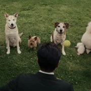 Sugar - galeria zdjęć - filmweb