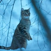 Mru i ja: Wielka przygoda na cztery łapy - galeria zdjęć - filmweb