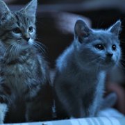 Mon chat et moi, la grande aventure de Rroû - galeria zdjęć - filmweb