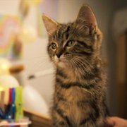 Mon chat et moi, la grande aventure de Rroû - galeria zdjęć - filmweb
