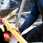 Open Water - galeria zdjęć - filmweb