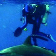 Open Water - galeria zdjęć - filmweb