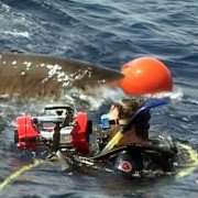 Open Water - galeria zdjęć - filmweb