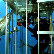 Ocean strachu - galeria zdjęć - filmweb