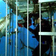 Open Water - galeria zdjęć - filmweb