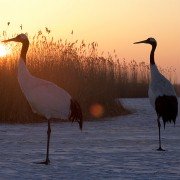 Earth: One Amazing Day - galeria zdjęć - filmweb