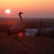 Earth: One Amazing Day - galeria zdjęć - filmweb