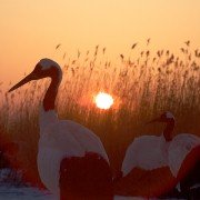 Earth: One Amazing Day - galeria zdjęć - filmweb