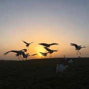 Earth: One Amazing Day - galeria zdjęć - filmweb
