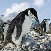 Earth: One Amazing Day - galeria zdjęć - filmweb