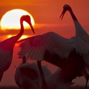 Earth: One Amazing Day - galeria zdjęć - filmweb
