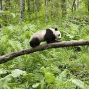 Earth: One Amazing Day - galeria zdjęć - filmweb
