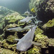 Earth: One Amazing Day - galeria zdjęć - filmweb