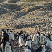 Earth: One Amazing Day - galeria zdjęć - filmweb