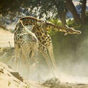 Earth: One Amazing Day - galeria zdjęć - filmweb