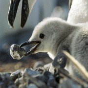 Earth: One Amazing Day - galeria zdjęć - filmweb
