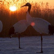Earth: One Amazing Day - galeria zdjęć - filmweb