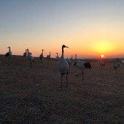 Earth: One Amazing Day - galeria zdjęć - filmweb