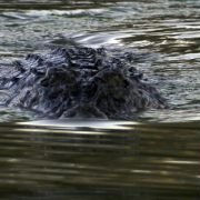 Black Water - galeria zdjęć - filmweb