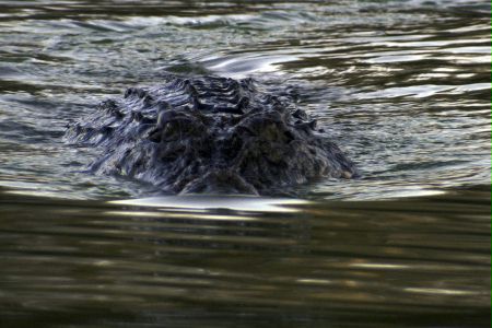 Recenzja Martwa rzeka