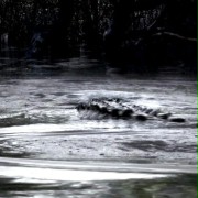 Black Water - galeria zdjęć - filmweb