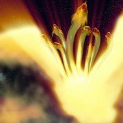 Shinpi no Hō - galeria zdjęć - filmweb