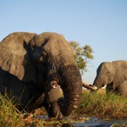 Big Beasts - galeria zdjęć - filmweb