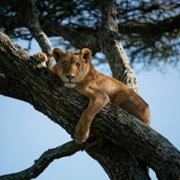 Big Beasts - galeria zdjęć - filmweb
