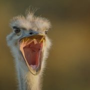 Big Beasts - galeria zdjęć - filmweb