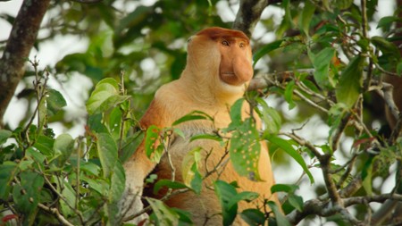 Sezon 1 Odcinek 8 Orangutan