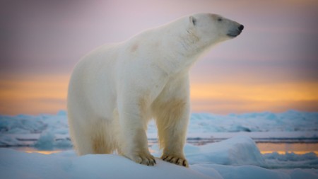 Sezon 1 Odcinek 10 Niedźwiedź polarny