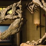 Night at the Museum - galeria zdjęć - filmweb