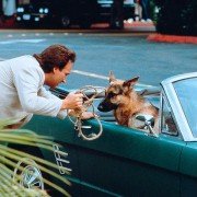 K-9 - galeria zdjęć - filmweb