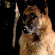 K-9 - galeria zdjęć - filmweb