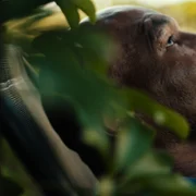 Tyson - galeria zdjęć - filmweb