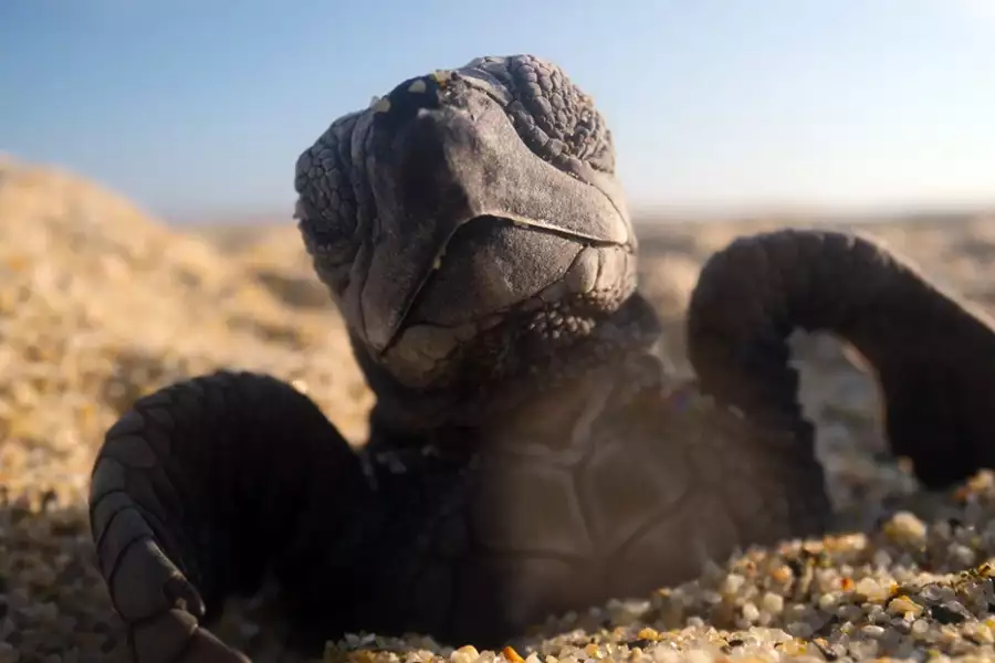 Nasza planeta - galeria zdjęć - filmweb